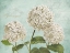 Picture of HYDRANGEAS I (AQUA)