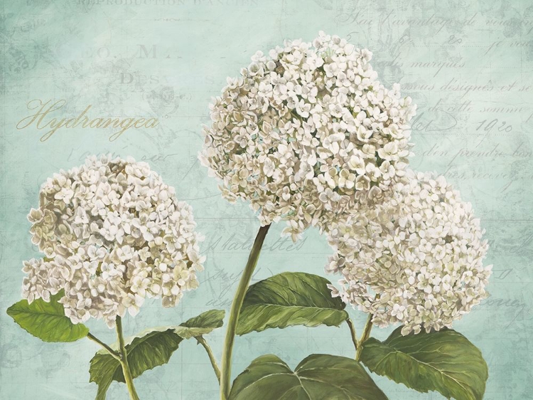 Picture of HYDRANGEAS I (AQUA)