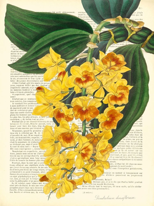 Picture of VINTAGE BOTANY III
