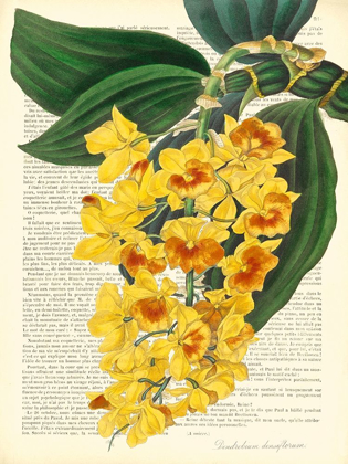 Picture of VINTAGE BOTANY III