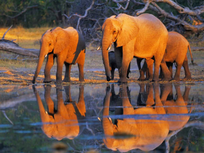 Picture of AFRICAN ELEPHANTS, OKAVANGO, BOTSWANA