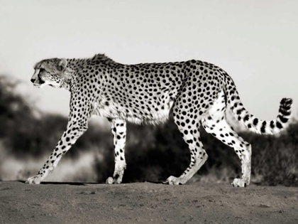 Picture of CHEETAH, NAMIBIA, AFRICA