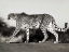 Picture of CHEETAH, NAMIBIA, AFRICA