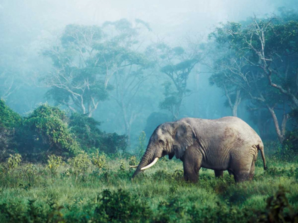 Picture of AFRICAN ELEPHANT, NGORONGORO CRATER, TANZANIA