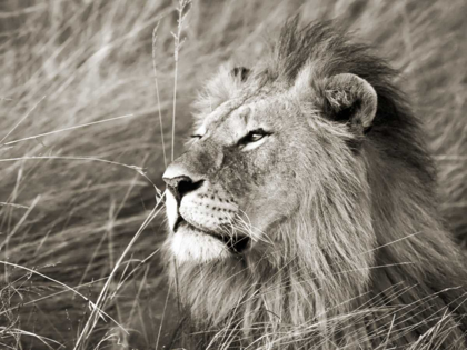 Picture of AFRICAN LION, MASAI MARA, KENYA