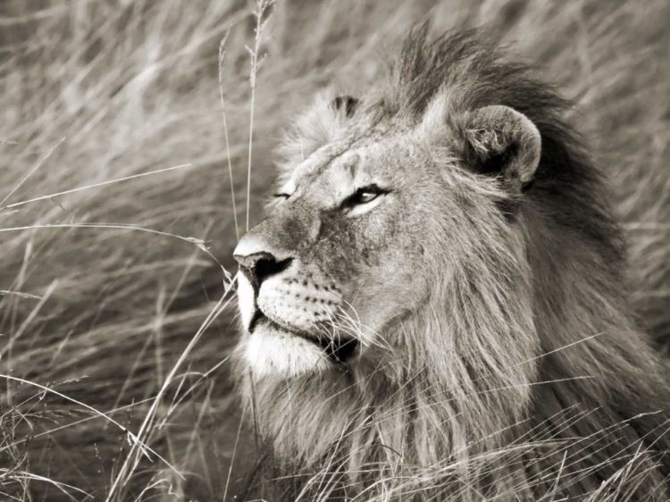 Picture of AFRICAN LION, MASAI MARA, KENYA