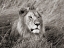 Picture of AFRICAN LION, MASAI MARA, KENYA