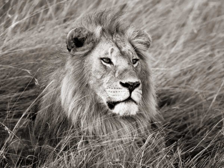 Picture of AFRICAN LION, MASAI MARA, KENYA