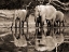 Picture of AFRICAN ELEPHANTS, OKAVANGO, BOTSWANA