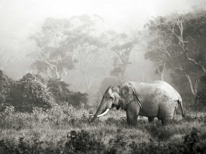 Picture of AFRICAN ELEPHANT, NGORONGORO CRATER, TANZANIA
