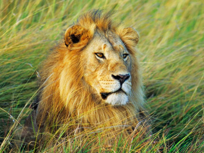 Picture of AFRICAN LION, MASAI MARA, KENYA
