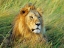 Picture of AFRICAN LION, MASAI MARA, KENYA