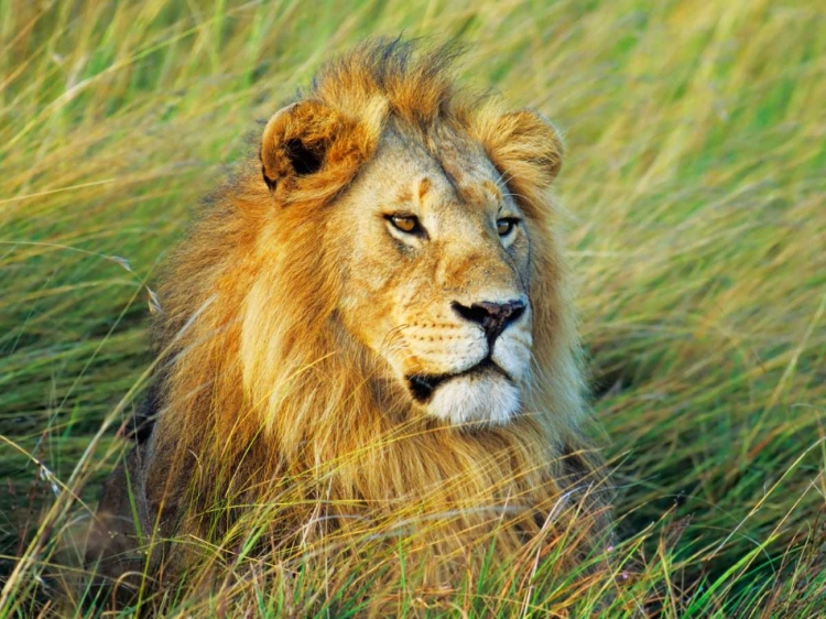 Picture of AFRICAN LION, MASAI MARA, KENYA