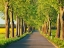 Picture of LIME TREE ALLEY, MECKLENBURG LAKE DISTRICT, GERMANY