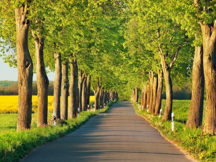 Picture of LIME TREE ALLEY, MECKLENBURG LAKE DISTRICT, GERMANY