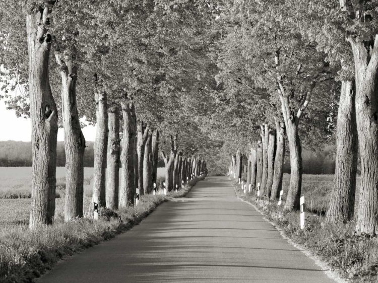 Picture of LIME TREE ALLEY, MECKLENBURG LAKE DISTRICT, GERMANY