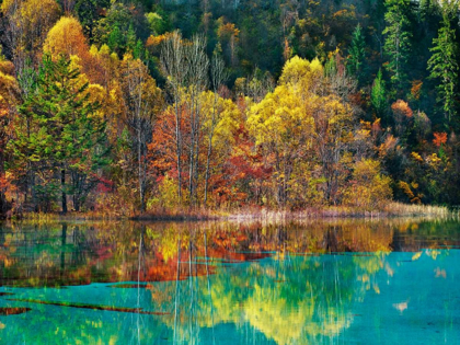 Picture of FOREST IN AUTUMN COLOURS, SICHUAN, CHINA
