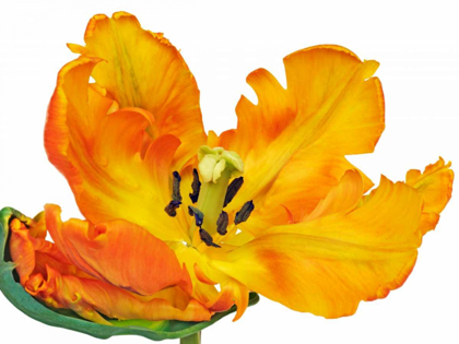 Picture of PARROT TULIP CLOSE-UP