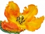 Picture of PARROT TULIP CLOSE-UP