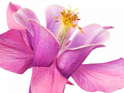 Picture of DARK COLUMBINE CLOSE-UP