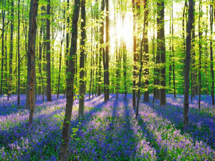 Picture of BEECH FOREST WITH BLUEBELLS, BELGIUM