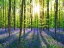 Picture of BEECH FOREST WITH BLUEBELLS, BELGIUM