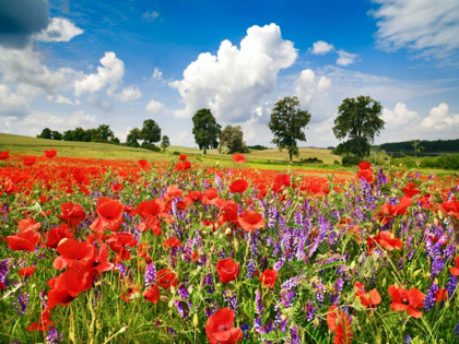 Picture of POPPIES AND VICIAS IN MEADOW, MECKLENBURG LAKE DISTRICT, GERMANY