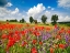 Picture of POPPIES AND VICIAS IN MEADOW, MECKLENBURG LAKE DISTRICT, GERMANY