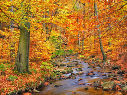 Picture of BEECH FOREST IN AUTUMN, ILSE VALLEY, GERMANY