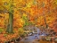 Picture of BEECH FOREST IN AUTUMN, ILSE VALLEY, GERMANY