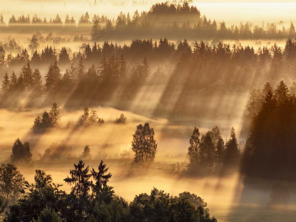 Picture of FOG IMPRESSION AT SINDELBACHFILZ, BAVARIA, GERMANY