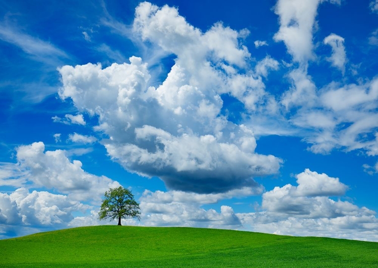 Picture of OAK AND CLOUDS, BAVARIA, GERMANY