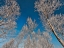 Picture of SOTTOZERO
