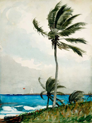 Picture of PALM TREE, NASSAU