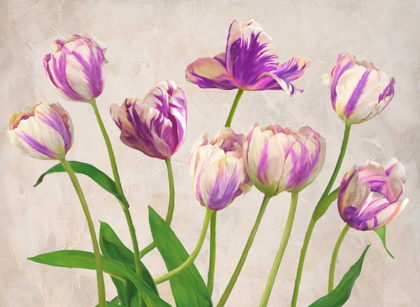 Picture of TULIPES