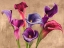 Picture of MULTI-COLORED CALLAS