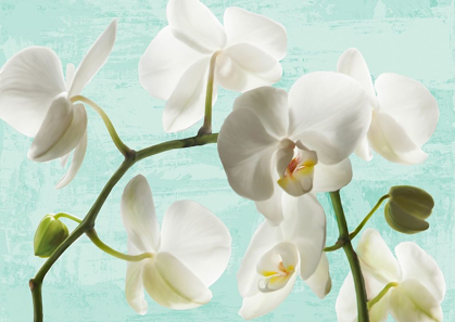 Picture of CELADON ORCHIDS