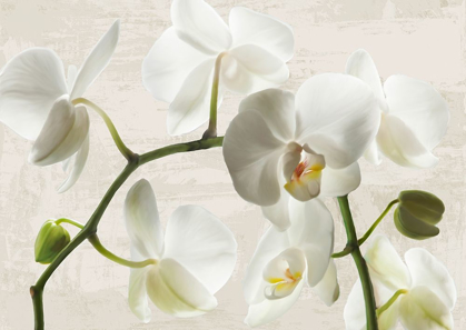 Picture of IVORY ORCHIDS