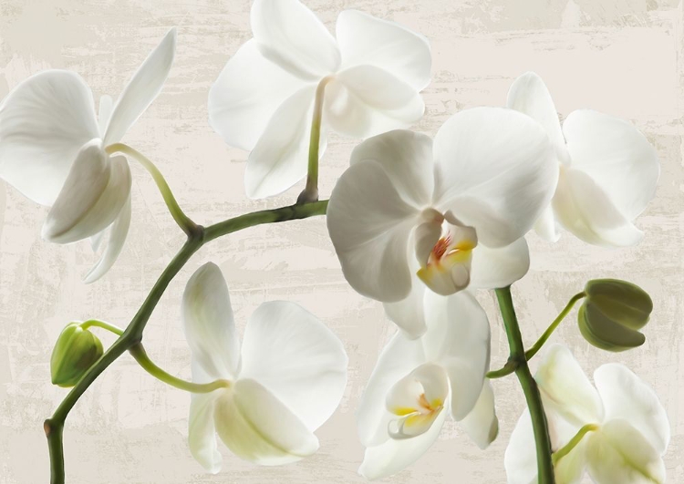 Picture of IVORY ORCHIDS