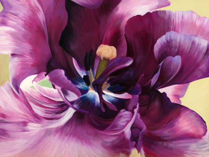 Picture of PURPLE TULIP CLOSE-UP