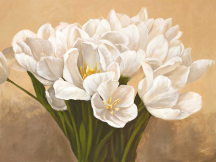 Picture of TULIPES BLANCHES