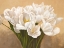 Picture of TULIPES BLANCHES