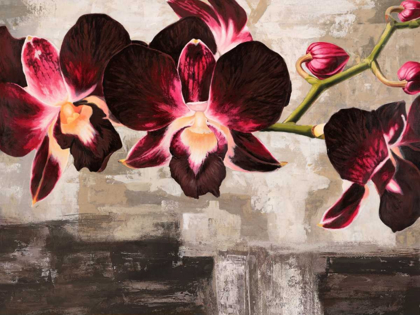 Picture of VELVET ORCHIDS