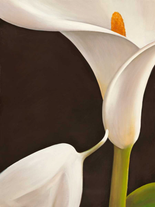 Picture of CALLA MODERNA I