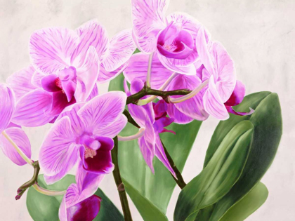Picture of ORCHIDEE SELVAGGE