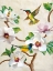 Picture of MAGNOLIA AND BIRDS