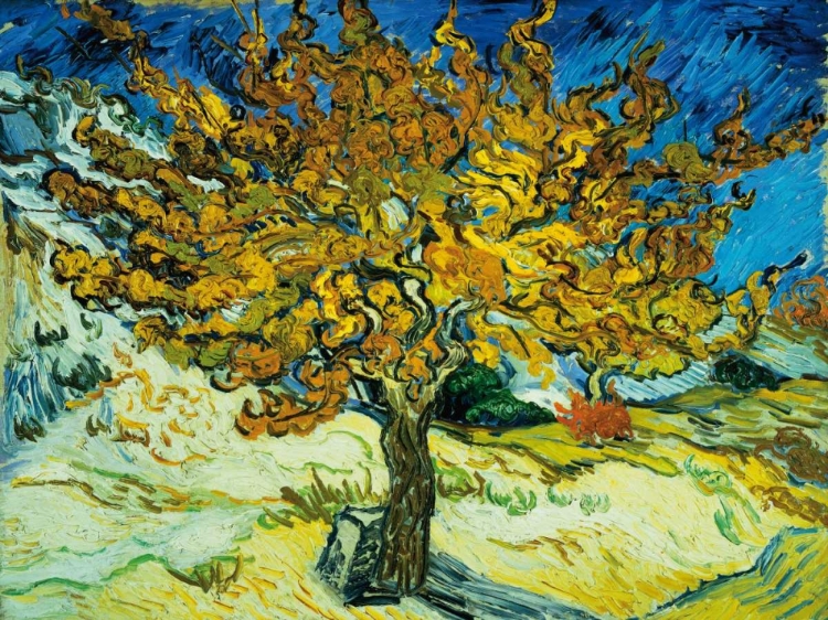 Picture of MULBERRY TREE