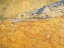 Picture of THE HARVESTER