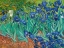 Picture of IRISES