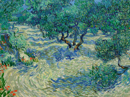 Picture of OLIVE ORCHARD
